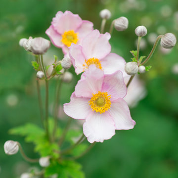 Japanese Anemone In Nature