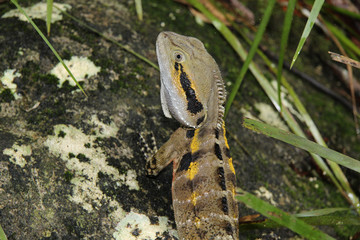Lizzards in Australien, aufgenommen in freier Wildbahn im November 2015.
