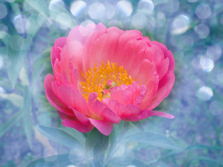 pink peonies are on blur background