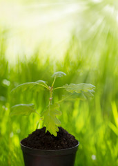 1-month seedling oak