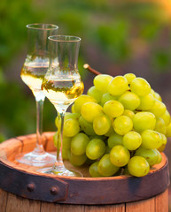 Two glasses white wine and grapes on the background of grape row