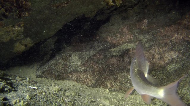 Common roach (Rutilus rutilus): fish slowly turns around in the frame, medium shot.
