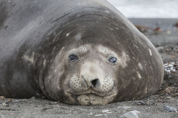 Southern Elephant Seal.