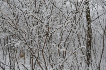 Frozen tree in Winter in Canada