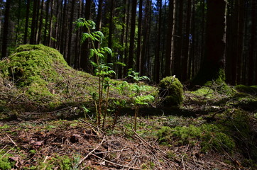 Hofoldinger Forst im Frühling