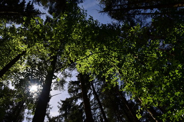 Hofoldinger Forst im Frühling