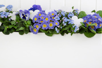Blaue Frühlingsblumen. Primeln, Veilchen und Vergissmeinnicht auf Holz weiß als Werbefläche
