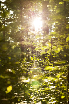 Sonnenstrahlen im dichten Wald © xush