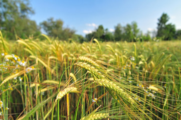 Field of barley