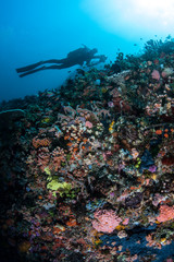 Fototapeta na wymiar Diverse Coral Reef and Scuba Diver