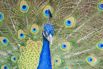 Obraz premium Beautiful peacock walking around