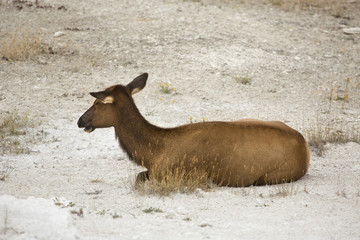 Female elk resting in lime deposits, Yellowstone.