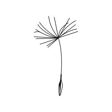 Blowing dandelion seed