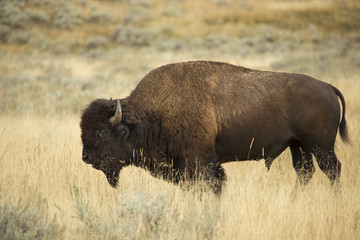 Bull bison in profile, standing in grasslands of Yellowstone, Wyoming.