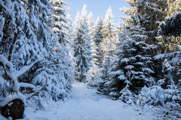 Winter road in covered snow forest