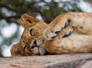 Young lion lying on a big rock. National Park. Kenya. Tanzania. Masai Mara. Serengeti. An excellent illustration.