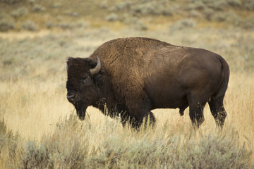 Bull bison in profile, standing in grasslands of Yellowstone, Wyoming.