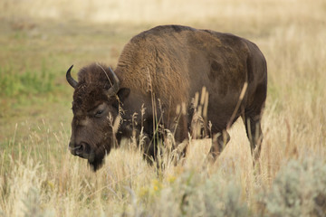 Bison plodding through tall grasses, Yellowstone.