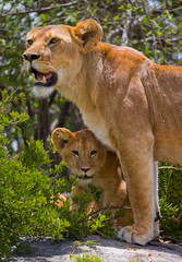 Lioness and her cub on a big rock. National Park. Kenya. Tanzania. Masai Mara. Serengeti. An excellent illustration.