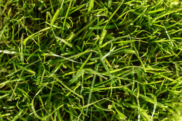 Green grass background texture