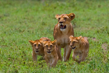 Lioness with cubs in the savannah. National Park. Kenya. Tanzania. Masai Mara. Serengeti. An excellent illustration.