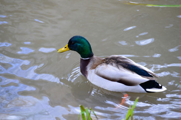 A male duck on water