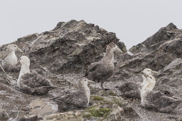 Southern Giant Petrels in snowfall.