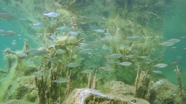 Common roach (Rutilus rutilus): school of fish on the background of flooded trees.
