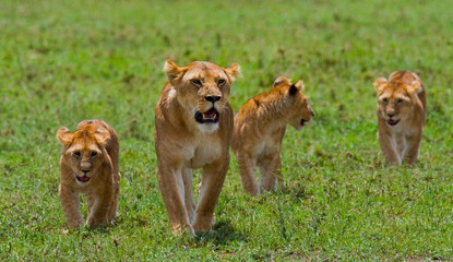 Lioness with cubs in the savannah. National Park. Kenya. Tanzania. Masai Mara. Serengeti. An excellent illustration.