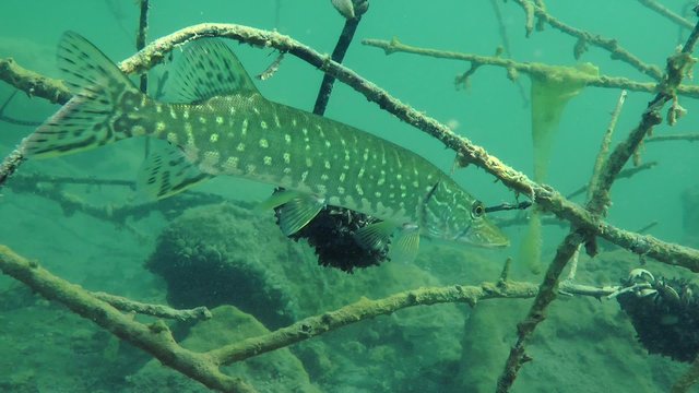 Northern pike (Esox lucius) standing among the branches of flooded tree, medium shot.
