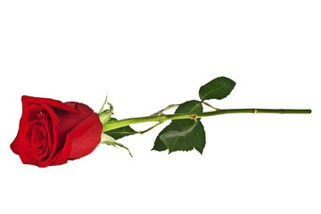 Red rose isolated on white background