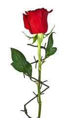 Obraz premium Barbed wire with red rose on a white background