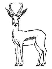 gazelle, illustration of wildlife, African, safari, zoo, mammal