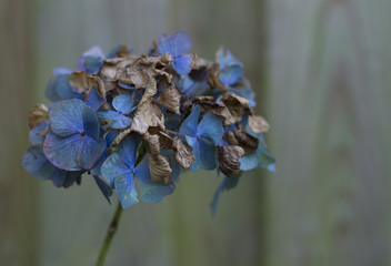 single hortensia close up half withered. artistic limited focus and blur. - 99981587