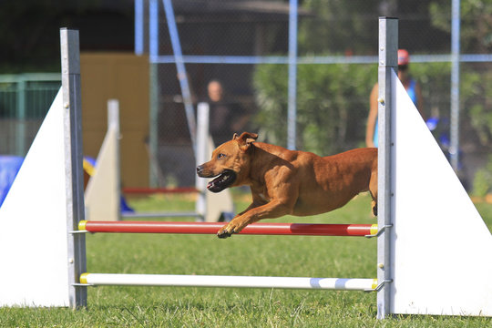 agility