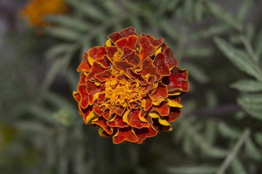 karanfil