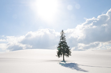 冬の丘に立つ一本の木