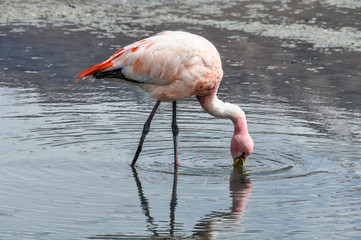 Pink flamingos in the High Andean Plateau, Bolivia