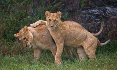 Lions playing with each other. Savannah. National Park. Kenya. Tanzania. Maasai Mara. Serengeti. An excellent illustration.