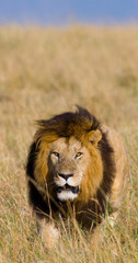 Big male lion with gorgeous mane goes on savanna. National Park. Kenya. Tanzania. Maasai Mara. Serengeti. An excellent illustration.