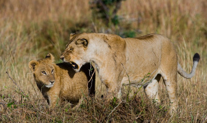 Plakat Lions playing with each other. Savannah. National Park. Kenya. Tanzania. Maasai Mara. Serengeti. An excellent illustration.