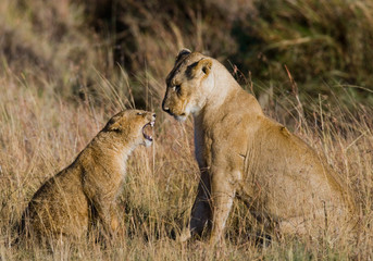Lions playing with each other. Savannah. National Park. Kenya. Tanzania. Maasai Mara. Serengeti. An excellent illustration.
