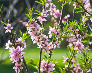 Blooming steppe almond (Prunus tenella)