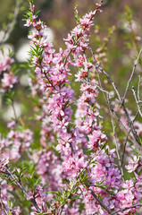 Blooming steppe almond (Prunus tenella)