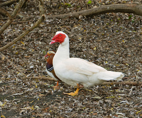muscovy duck and mandarin duck