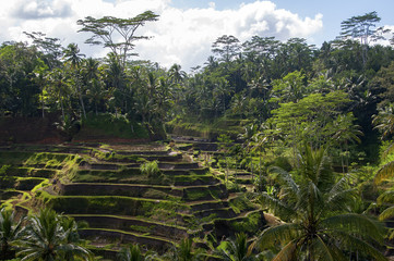 tarasy ryżowe na Bali © sly10000