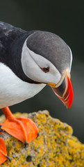 Puffin in Latrabjarg Cliff, Westfjords, Iceland