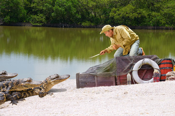 Naklejka premium Funny ship wrecked castaway man stranded in the mangrove swamp being attacked by alligators as he climbs on top of his cargo boxes and points his knife at the alligators protecting his supplies.