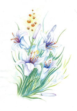 watercolor hand drawn  tender lily