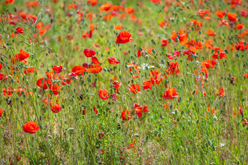 Red poppy. Poppy field.